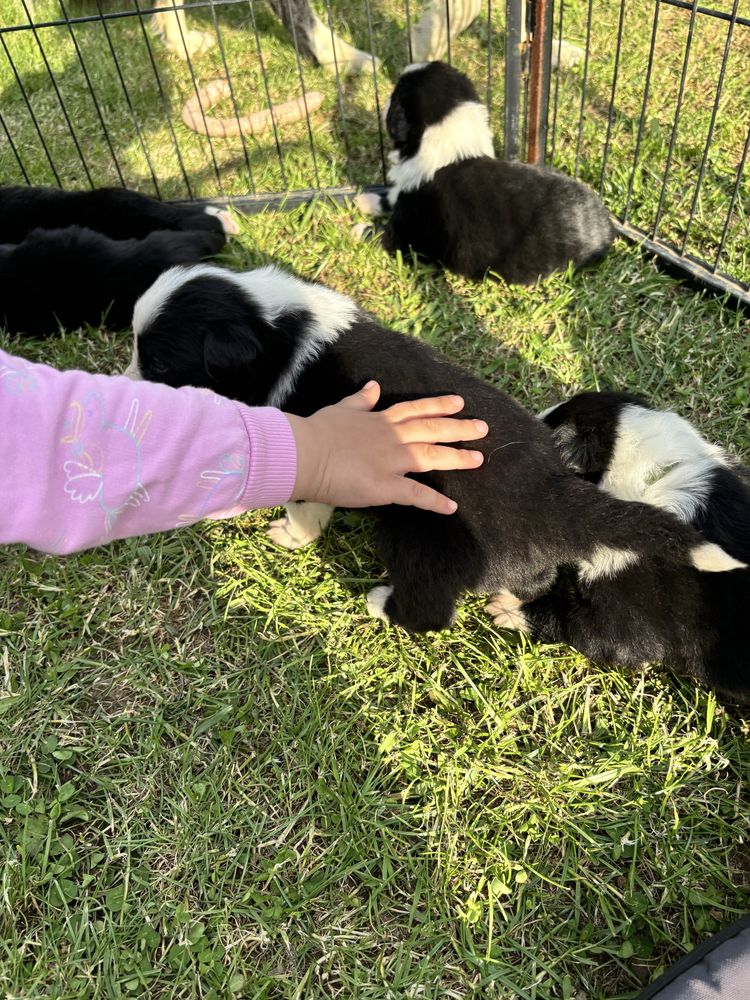 Piesek border collie gotowy do odbioru