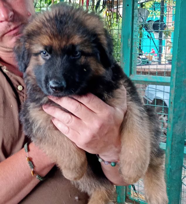 Цуценята німецької вівчарки