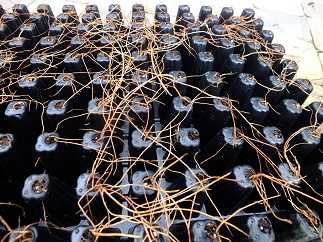 tuja szmaragd, danica gold, danica, hoseri, europe gold