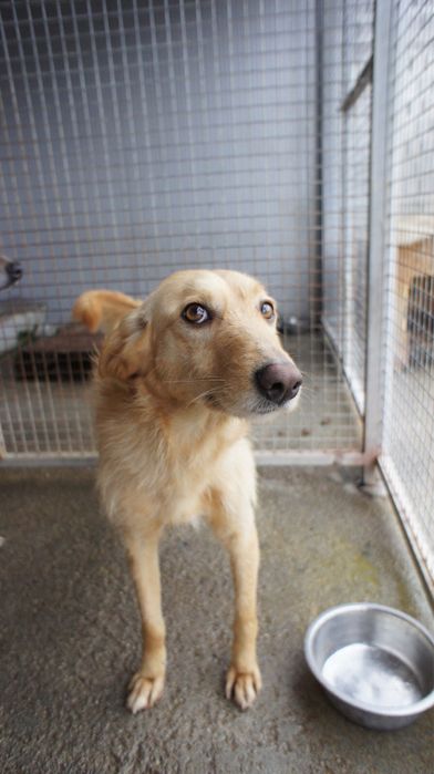 Rosinha cadela jovem porte medio muito meiga