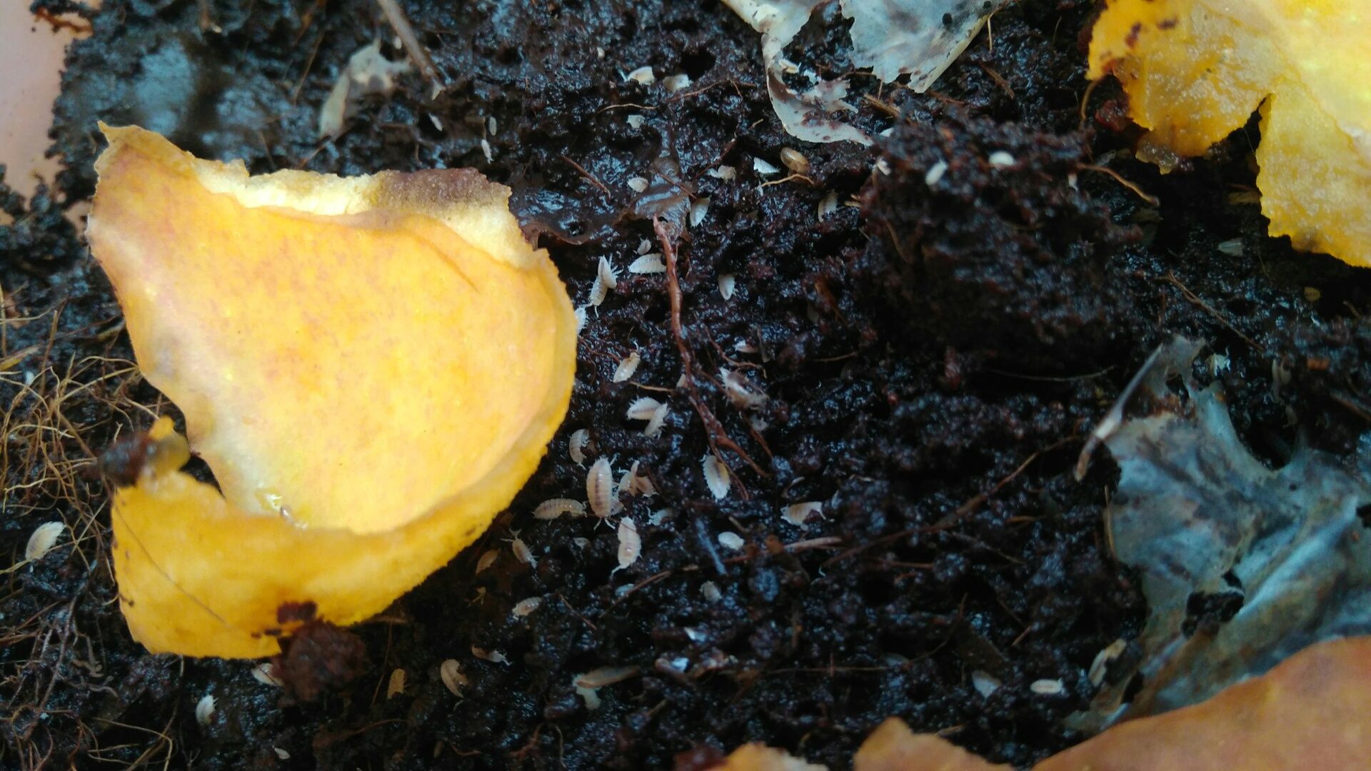 Тропическая мокрица (trichorhina tomentosa), санитар