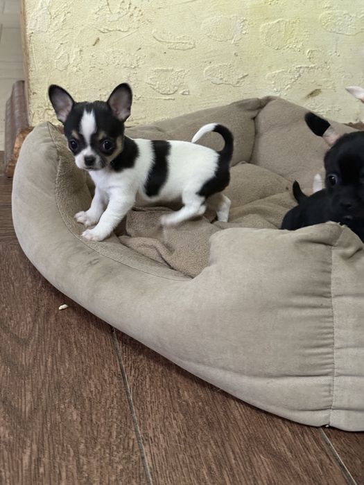 Чихуа чихуахуа мини