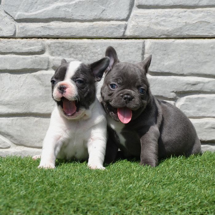 Вязка. Кобель французский бульдог