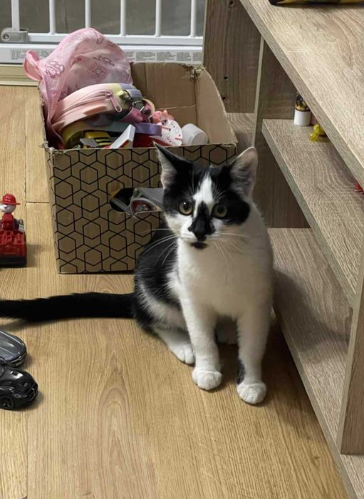 Mlody 5 miesięczny kotek do adopcji