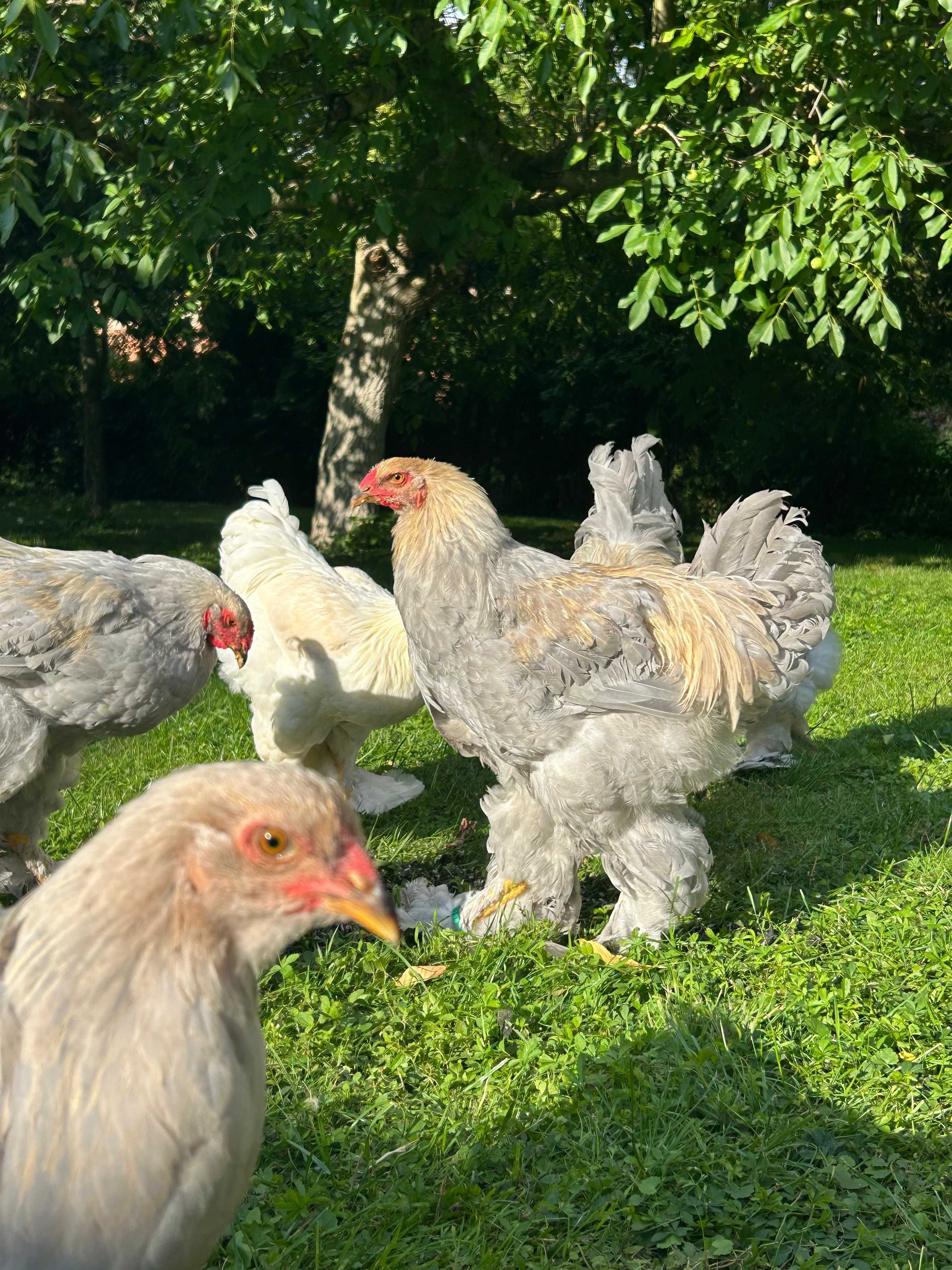 Brahma olbrzymia kury ozdobne