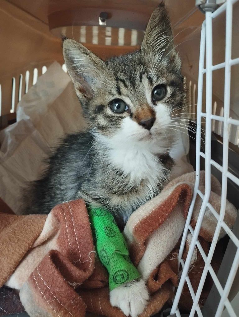 Toby - 3 miesięczny kocurek szuka domu!