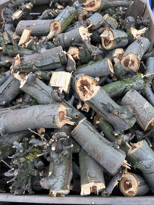 Sprzedam drzewo świeże na opał