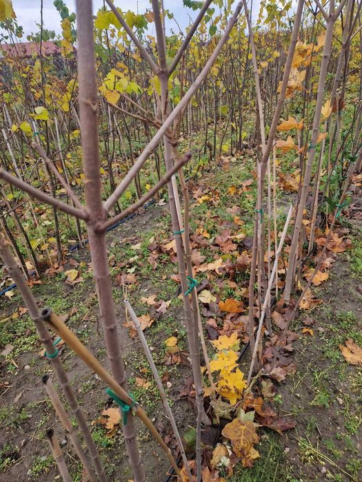 Klon pospolity 6-8obw.