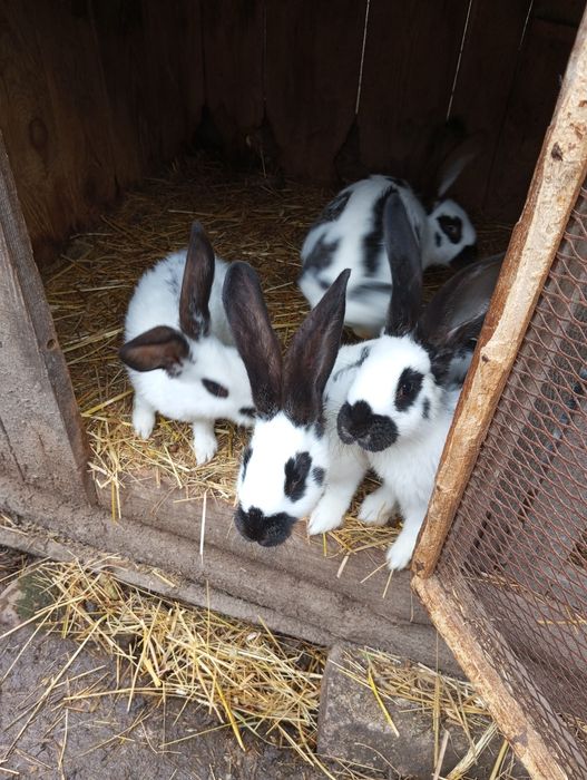 Кролики різного віку.