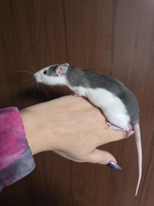 szczur szczury szczurki  samce,samice