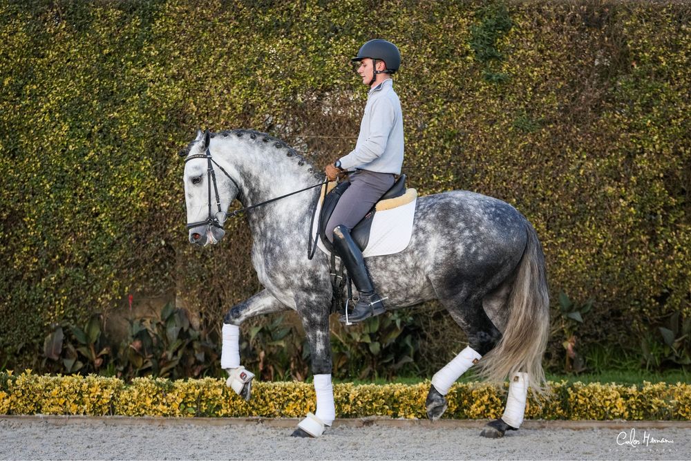 Cobrições  Garanhão Lusitano