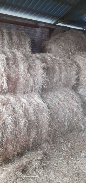 Siano w balotach 120x120