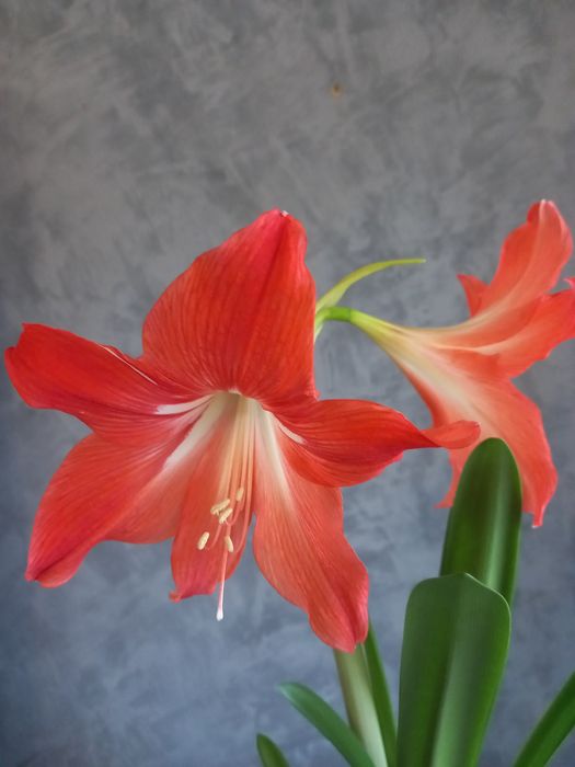 Квіти Гіппеаструм, цибулини