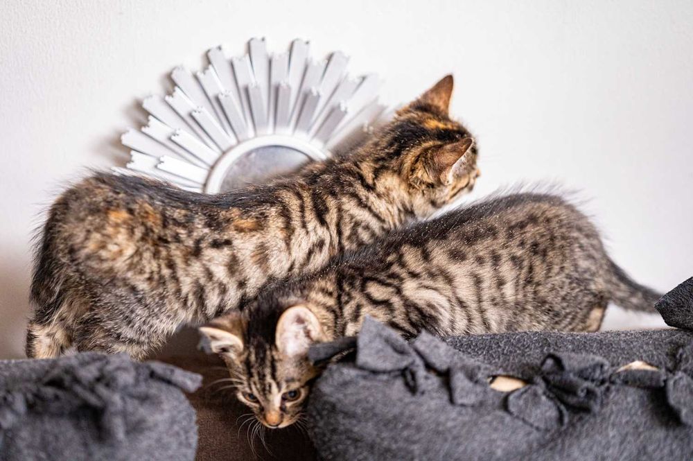 Szare bure a jakie kolorowe. Rodzeństwo szuka domu.