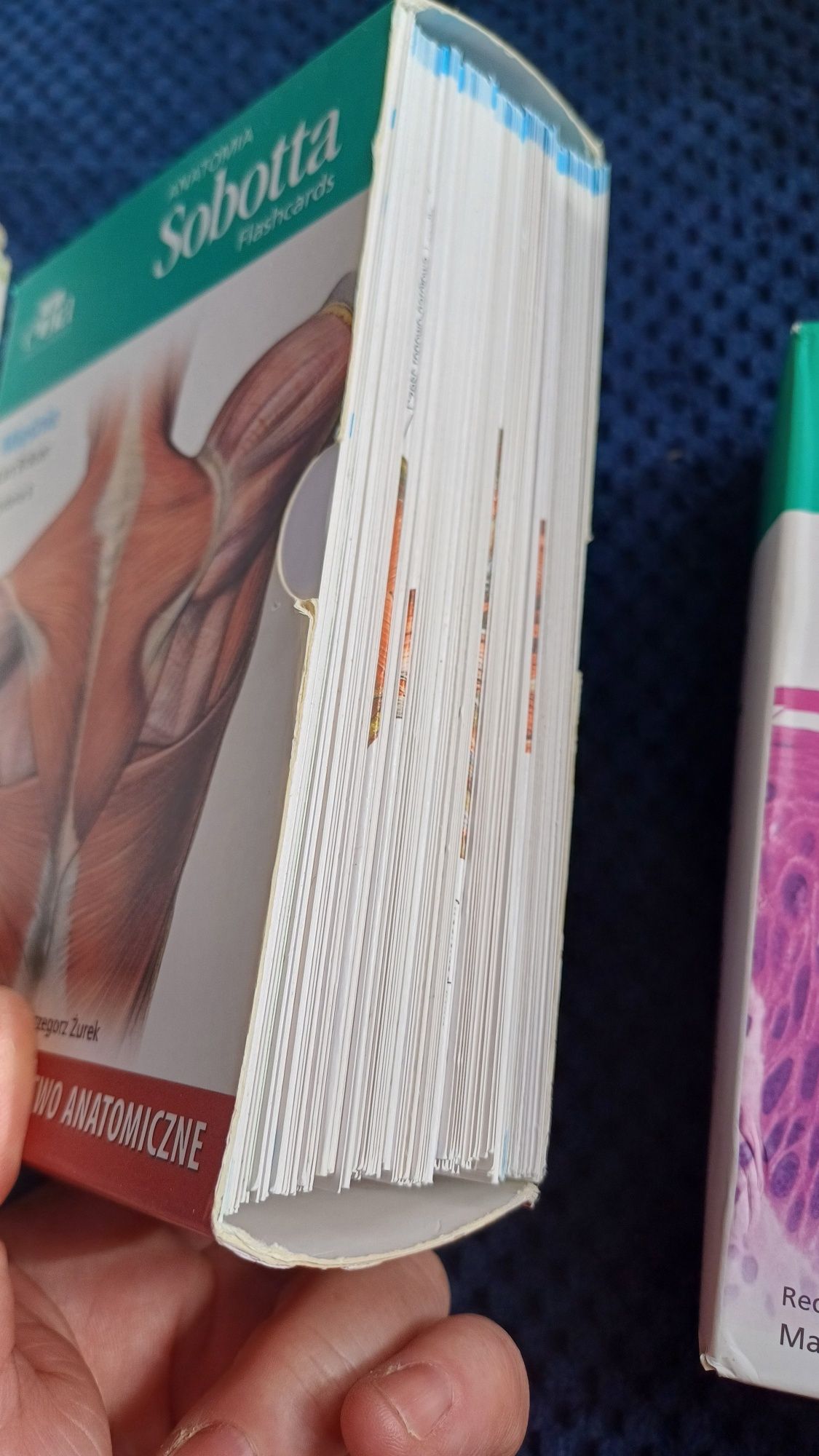 Sobotta fiszki histologia kości mięśnie
