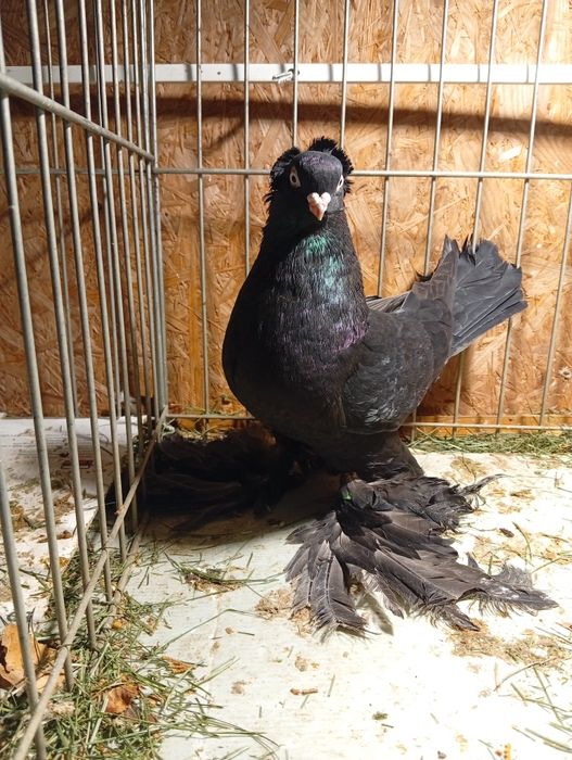 Golebie Wywrotki wschodniopruski