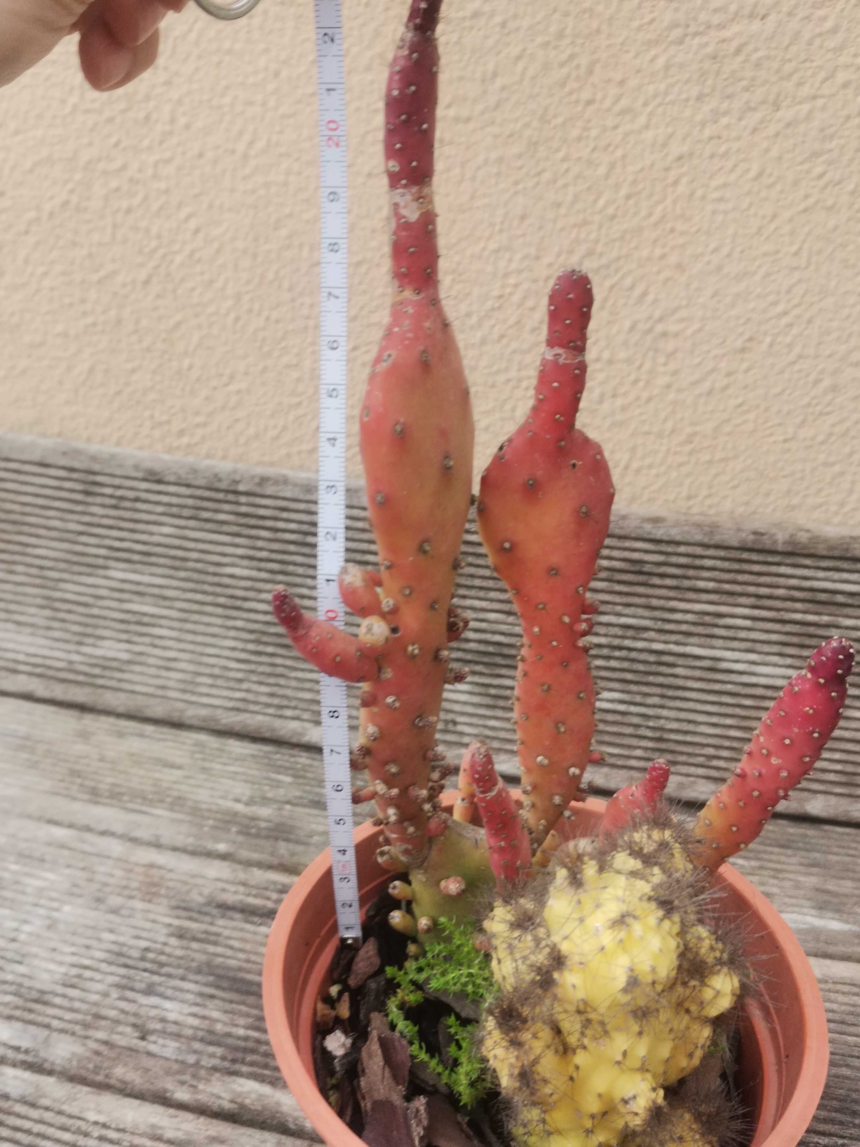Vaso com 2 cactos