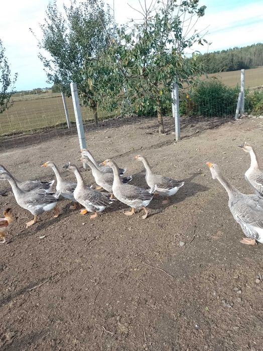 Gęsi Landes z wiosny