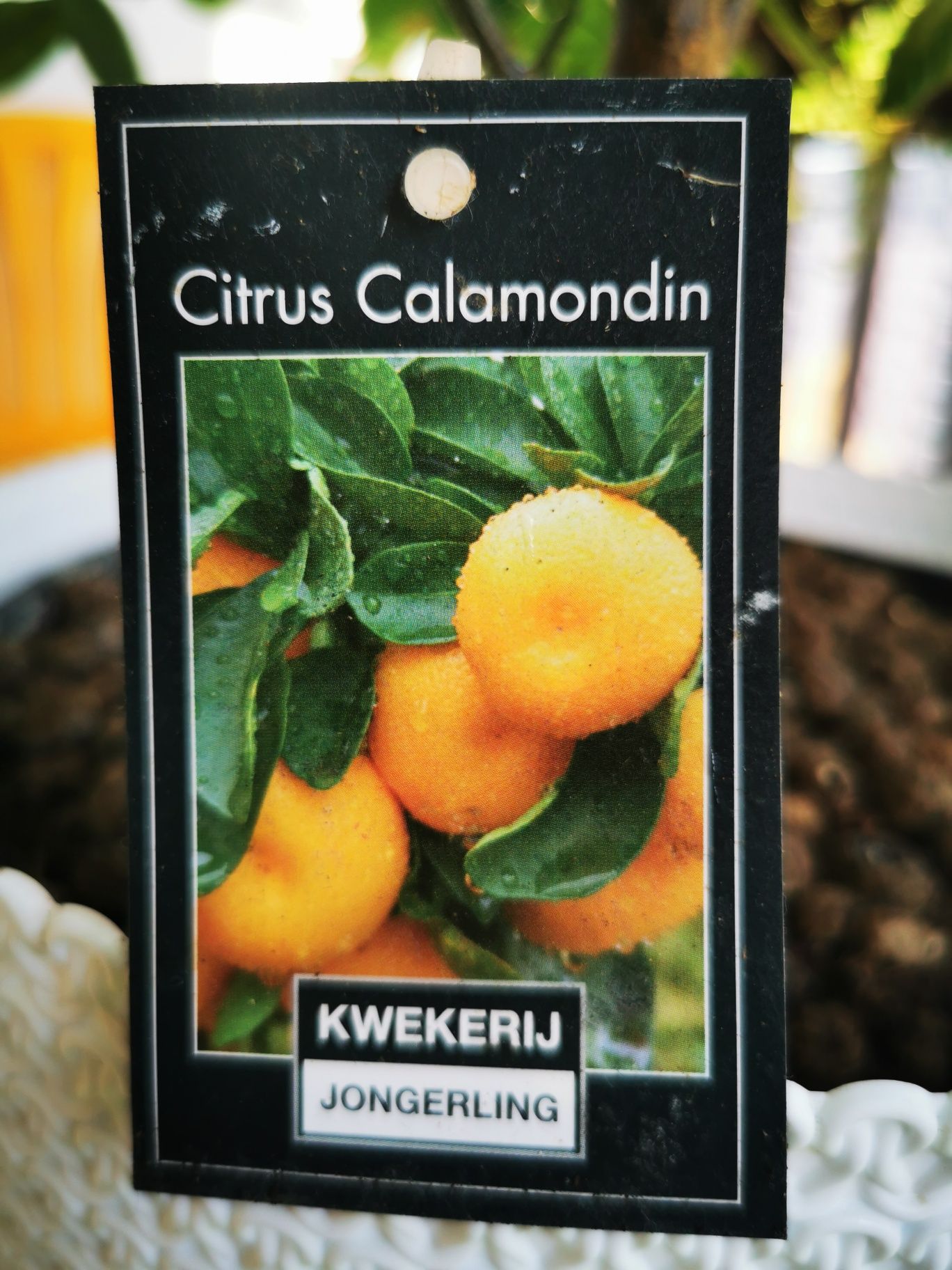 Citrus Calamondin, pomarańcza