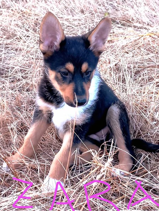 Cachorra para adopção responsável
