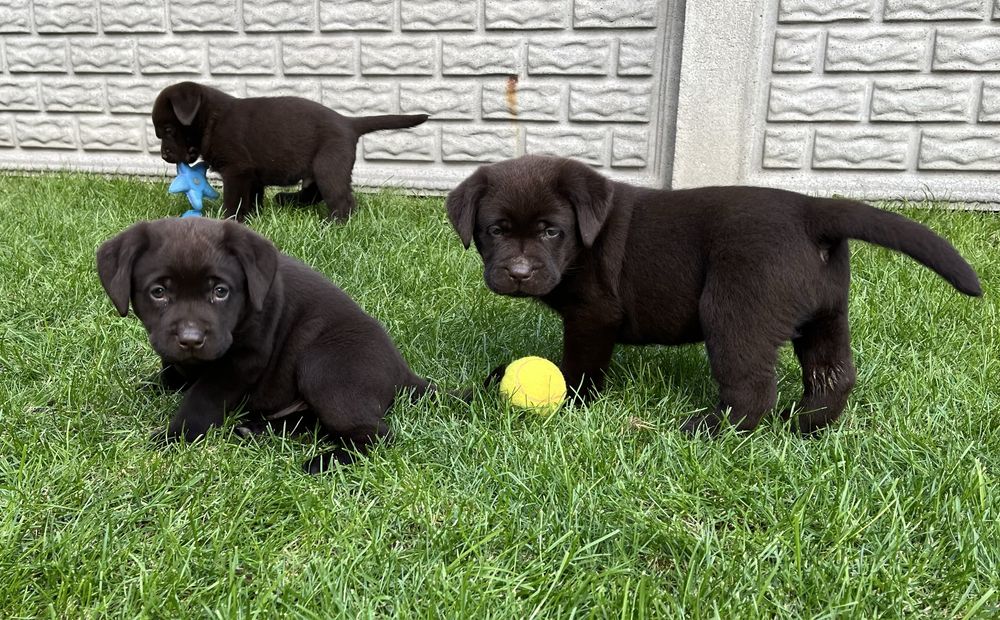 Labrador Retriever czekoladowa suczka