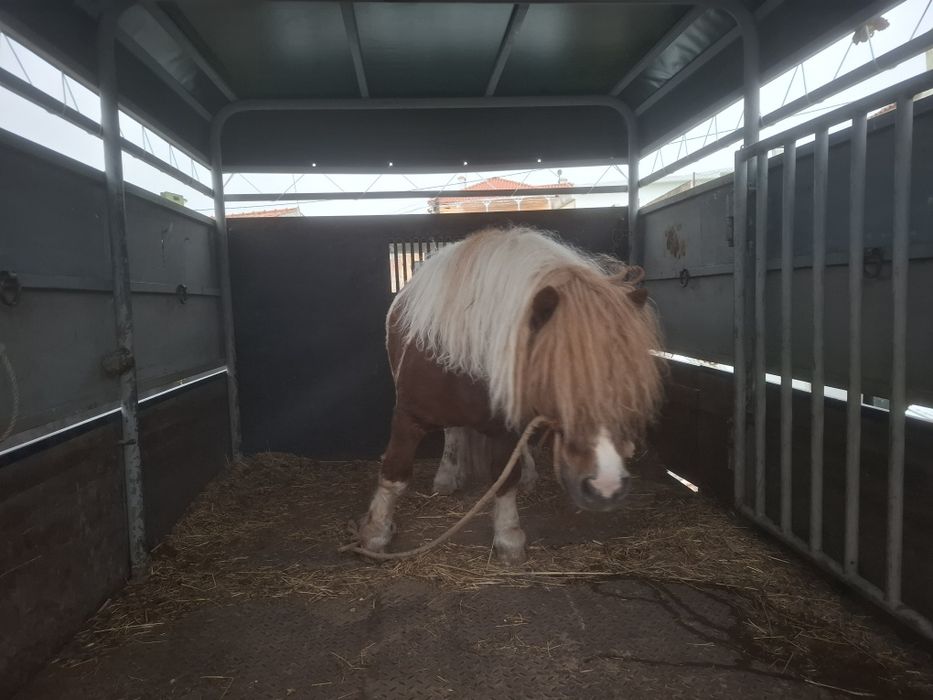 Lindo pónei shetland