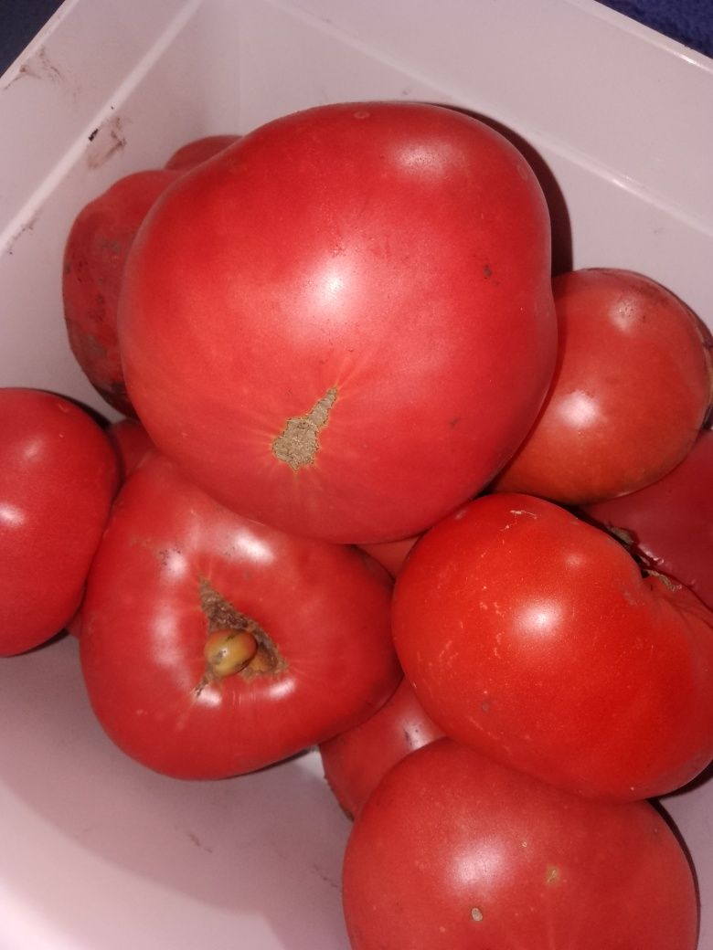 Семена крупных помидор 200 шт 50 грн