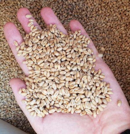 Пшениця, ячмінь 7 грн