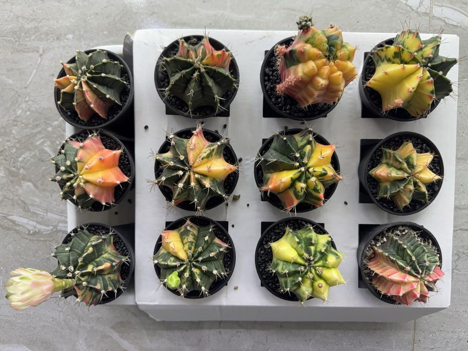 Астрофітум  cactus variegata cereus Astrophytum asterias