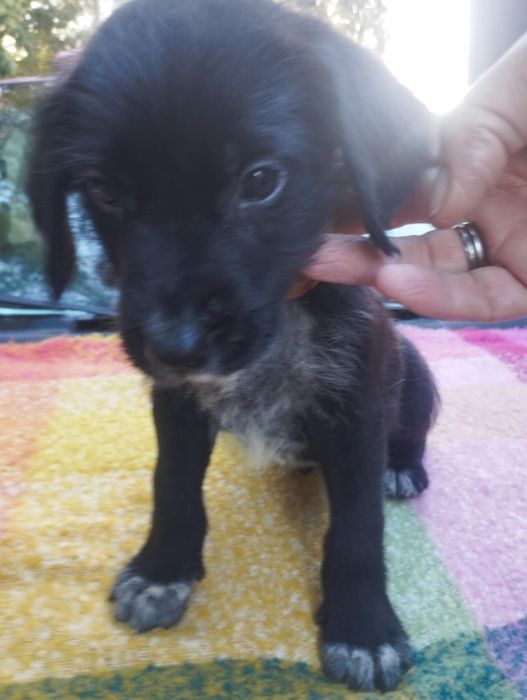 Valentim para adoção muito responsável