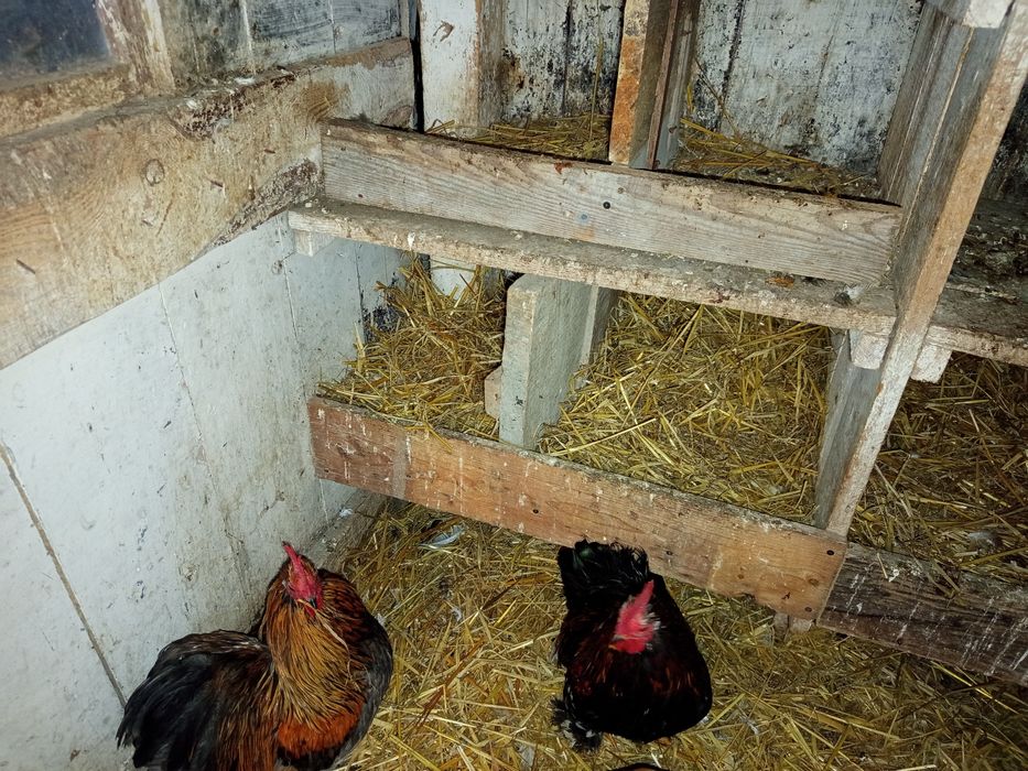 Koguty  młode kochin miniaturowy