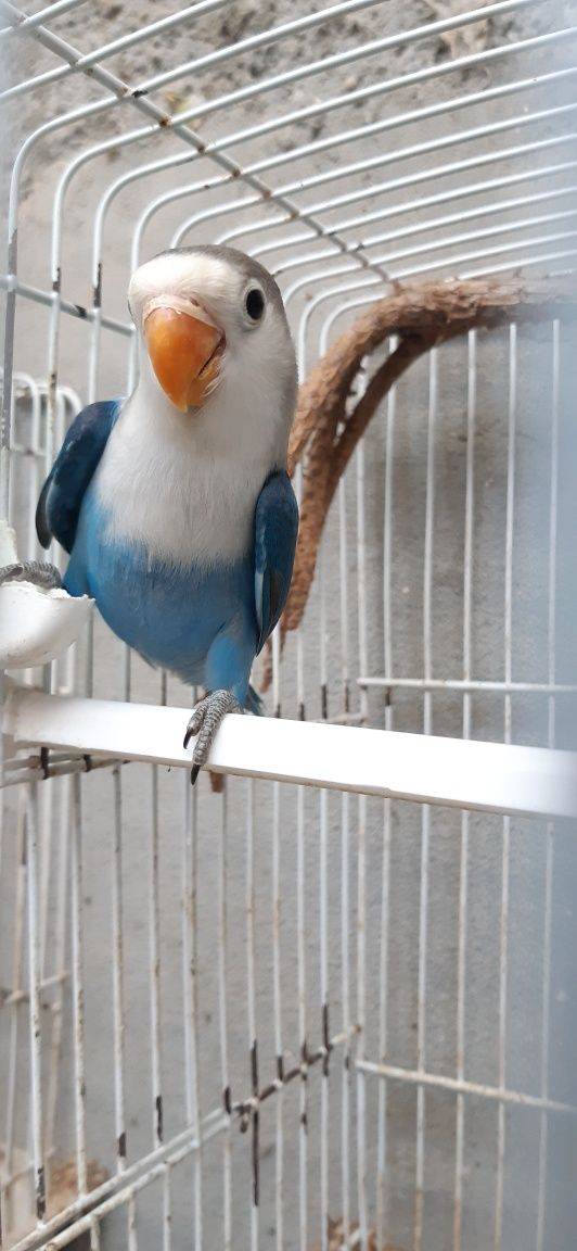 Agapornis Fischeri Macho de 2025