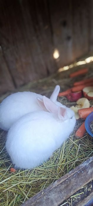 Króliczki miniatura