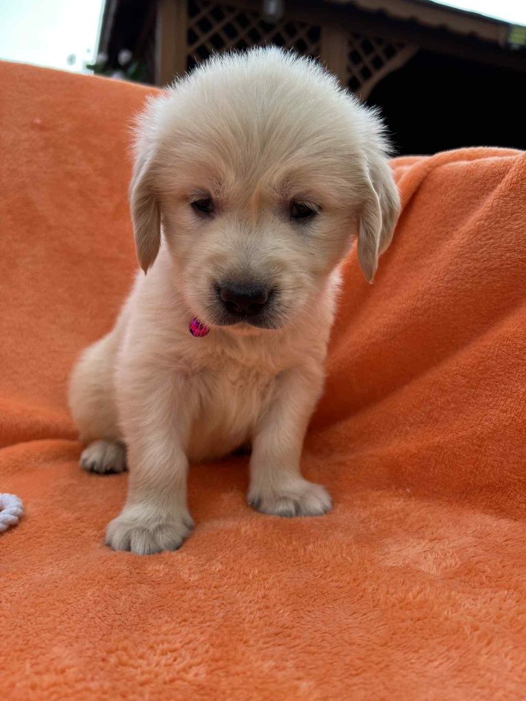 Golden Retriever suczka ZkwP FCI