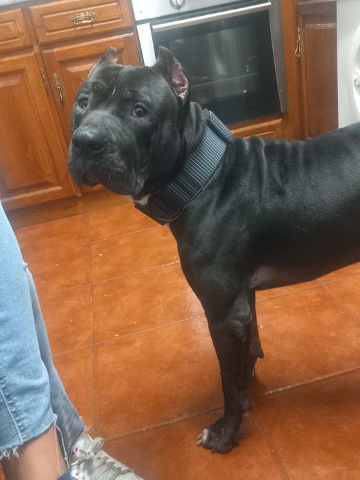 Pitbull puro 12 meses