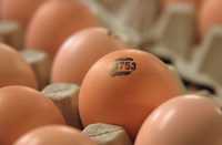 Инкубационные яйца бройлеров маркерованные птицефабрик Европы  Украины