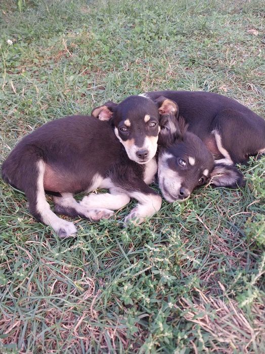 Собачки в добрі руки