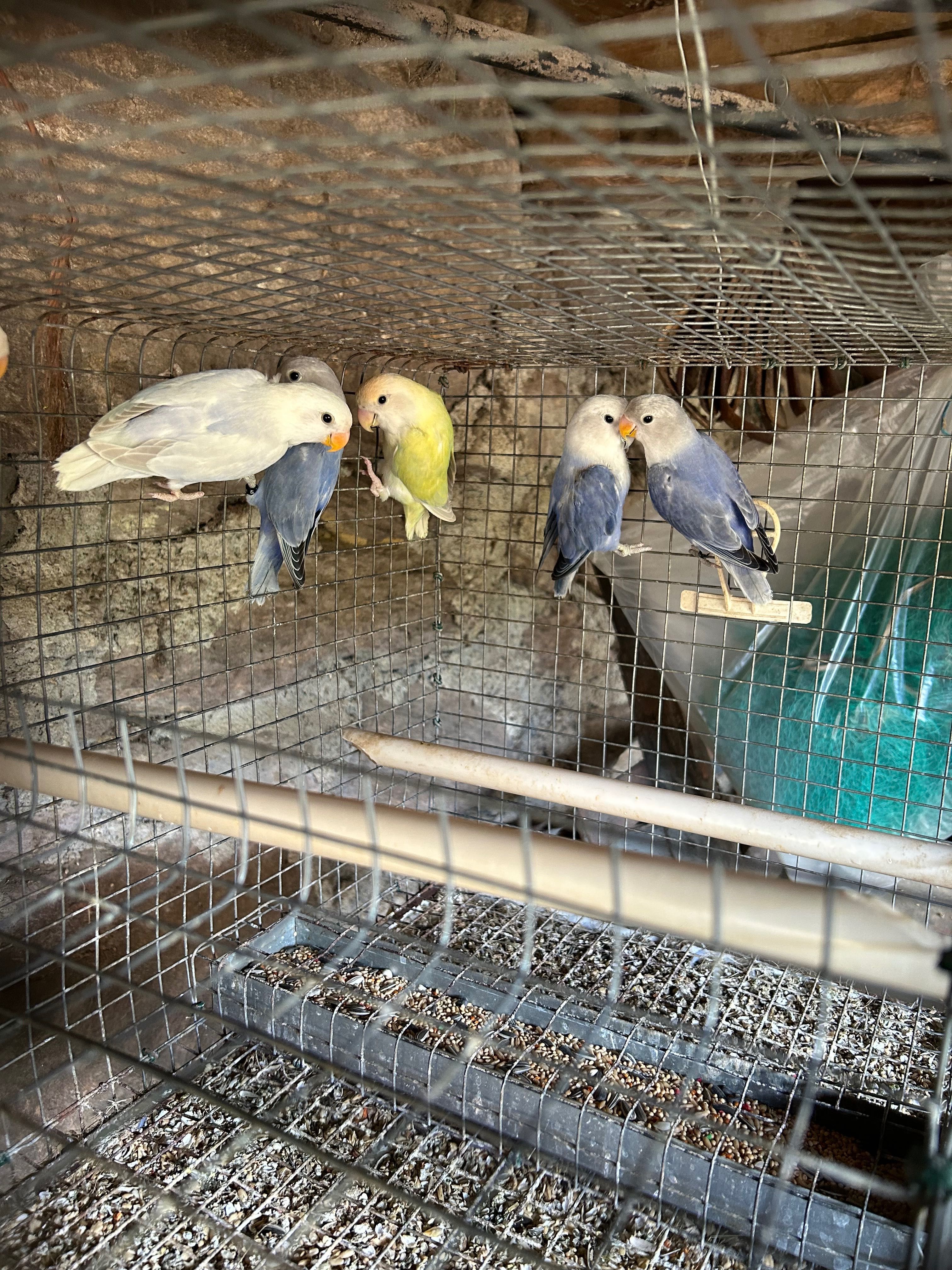 Agapornis roseicolli