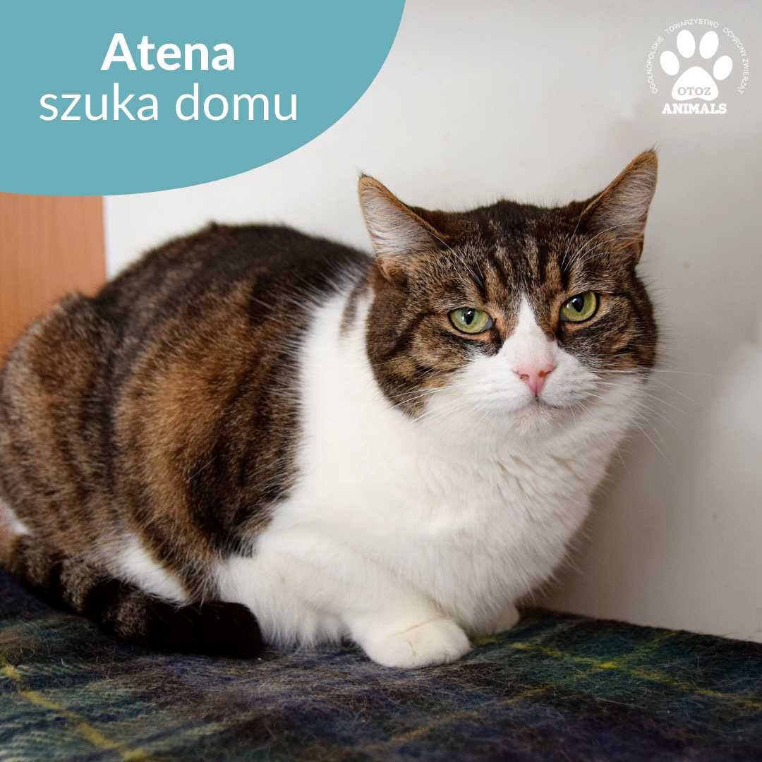 Łagodna kotka do adopcji! Poznajcie Atenę!