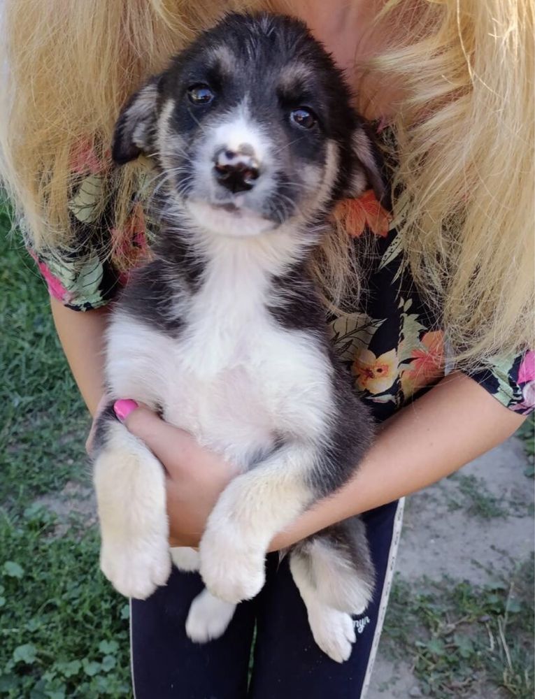 Цуценятко , дівчинка, пошуках родини