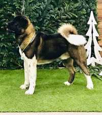 American Akita FCI  Kennel  В'язка . 
" VOI KARPAT"