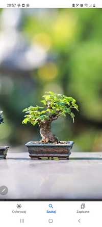 Doniczka na bonsai