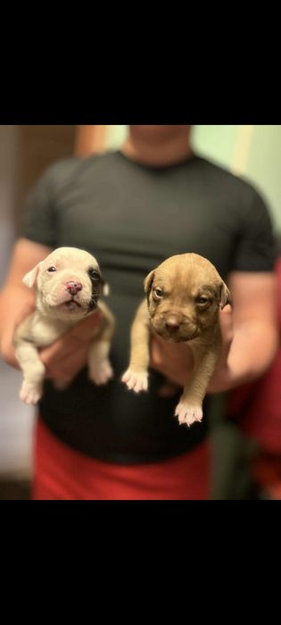 oddam w dobre ręce szczeniaki rasy pitbull
