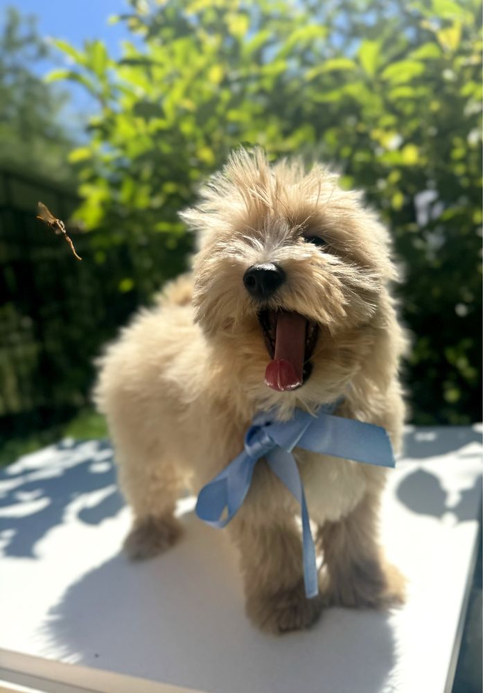 Maltipoo biszkoptowy piesek
