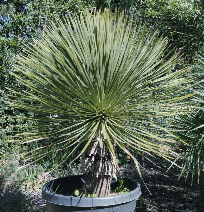 Impressionantes Yucca rostrata azuis ou iucas de bico