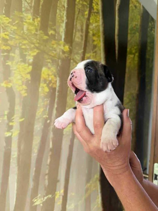 Boston Terrier ZKwP FCI