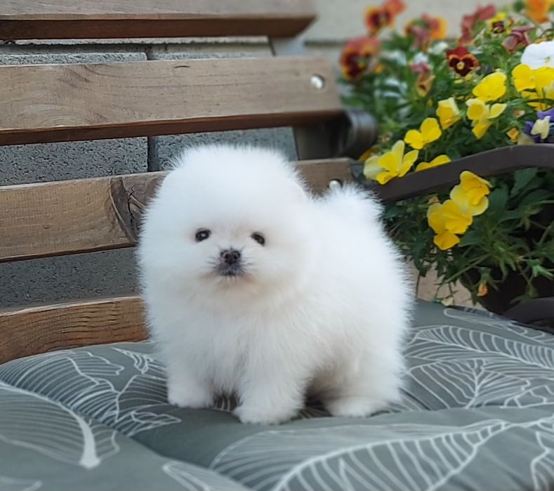 Очаровательная девочка померанского шпица