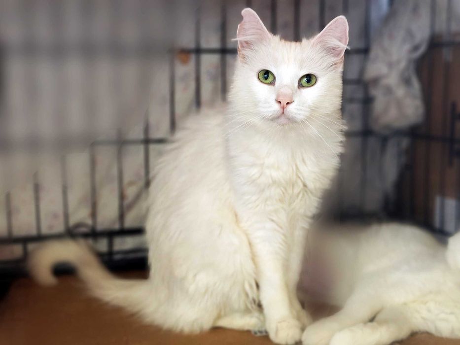 Ніжна чарівна дівчинка кішечка Софочка, чекає 1 рік кішка