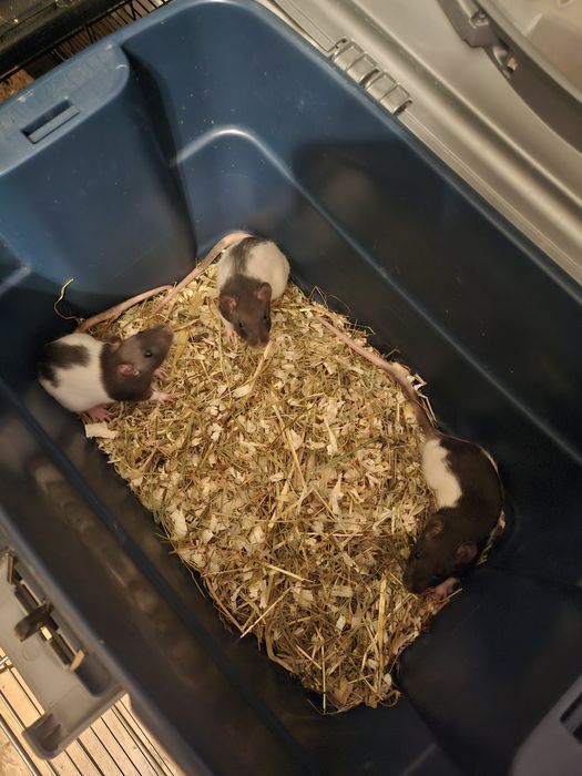 Szczur,Szczury,Szczurki