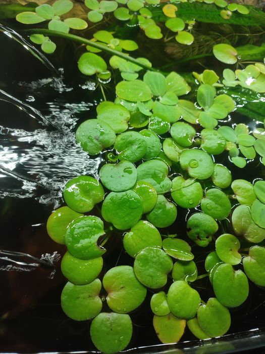 Rośliny nawodne Limnobium gładkie